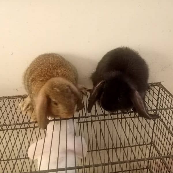 Holand lop bunnies Male/Female Full Pair Price Discounted 3
