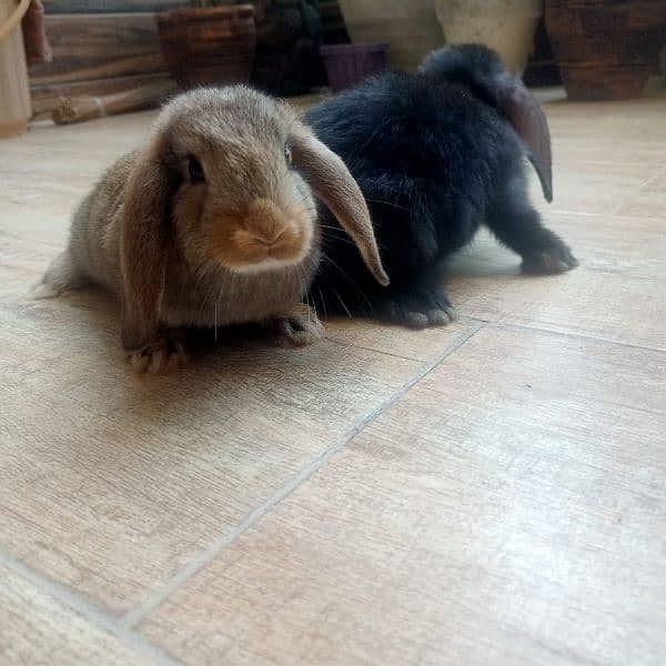 Holand lop bunnies Male/Female Full Pair Price Discounted 4