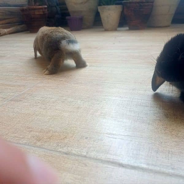 Holand lop bunnies Male/Female Full Pair Price Discounted 5