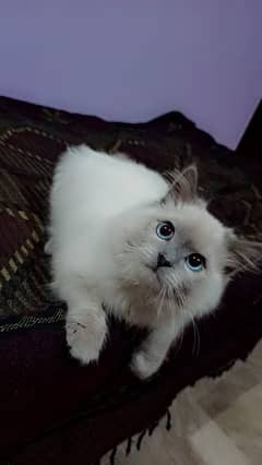 am selling my Persian male Cat
