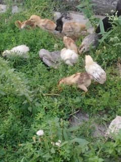2 months chicks for sale