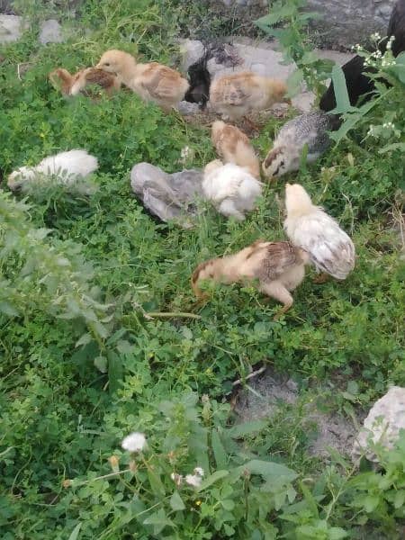 2 months chicks for sale 0