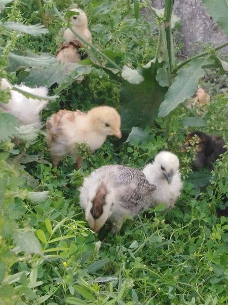 2 months chicks for sale 2