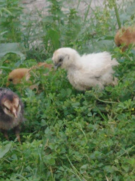 2 months chicks for sale 3
