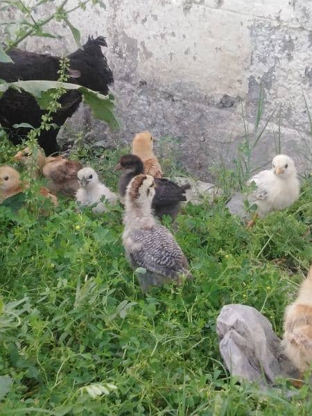 2 months chicks for sale 4