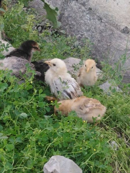 2 months chicks for sale 8