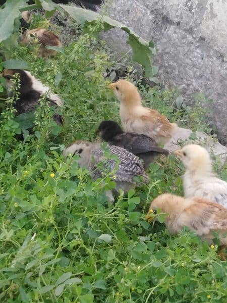 2 months chicks for sale 10