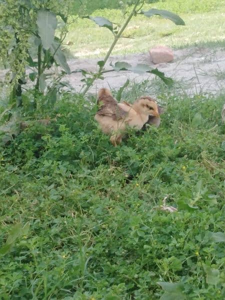 2 months chicks for sale 11