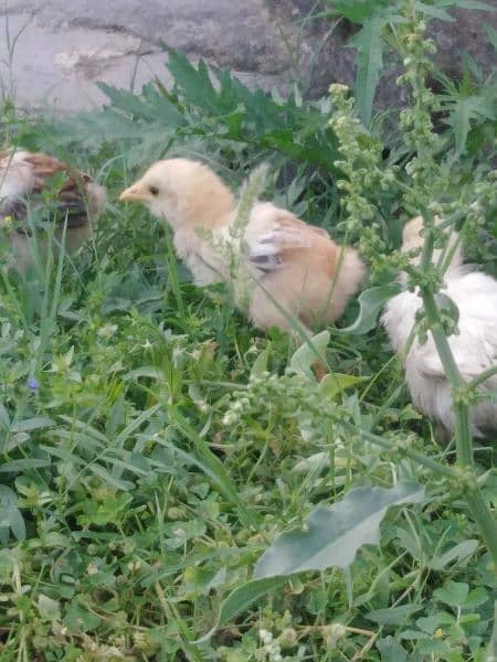 2 months chicks for sale 18