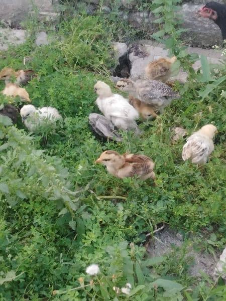 2 months chicks for sale 19