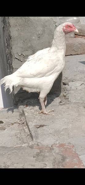 paper white hera aseel chick 0