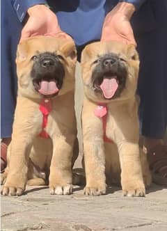 Kurdish kanggale pair 2 months for sale security dog