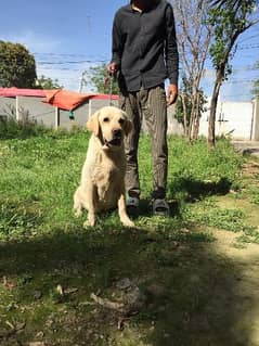 Labrador confirm breeder Male looking for New home