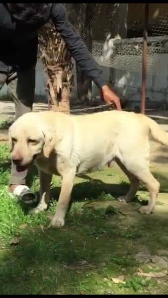 Labrador confirm breeder Male looking for New home 1