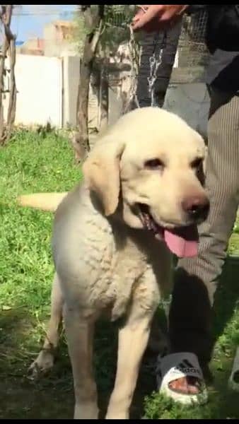 Labrador confirm breeder Male looking for New home 3