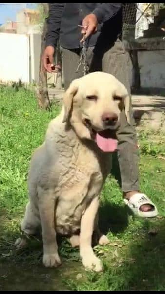 Labrador confirm breeder Male looking for New home 4