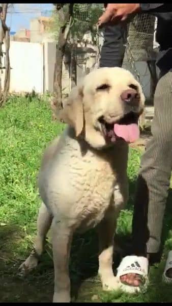 Labrador confirm breeder Male looking for New home 5