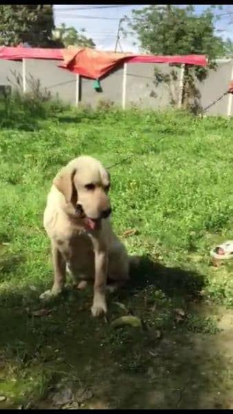 Labrador confirm breeder Male looking for New home 8
