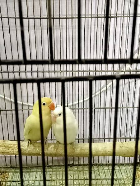 love birds albino splitini/parblue pastelino 0
