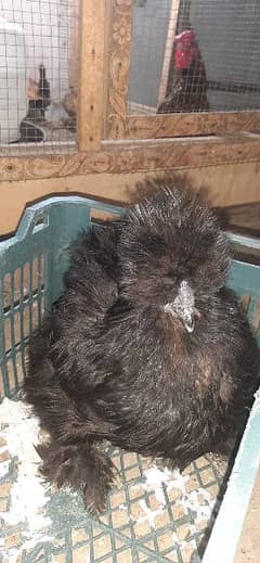 black silkie eggs laying and chicks