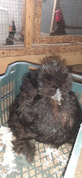black silkie eggs laying and chicks 0