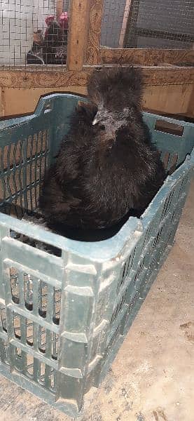 black silkie eggs laying and chicks 2