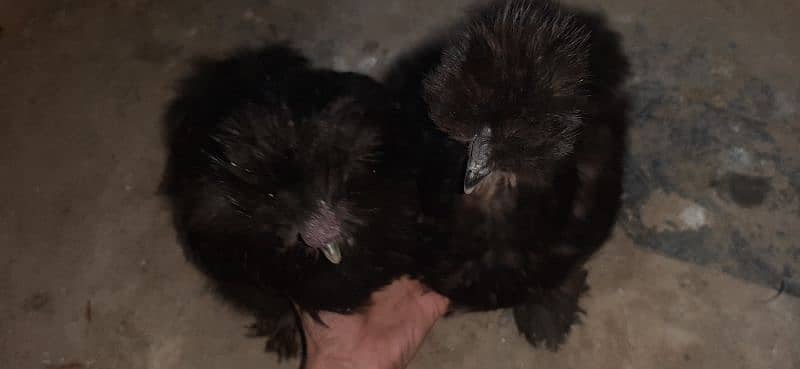 black silkie eggs laying and chicks 3