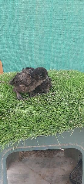black silkie eggs laying and chicks 5