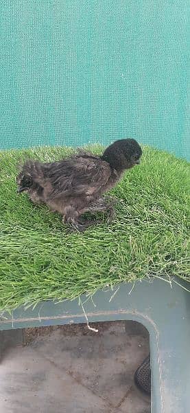 black silkie eggs laying and chicks 6