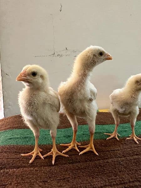 shamo | shamoo | king | murgay | Japanese | chicks | chiks | Hens | 1