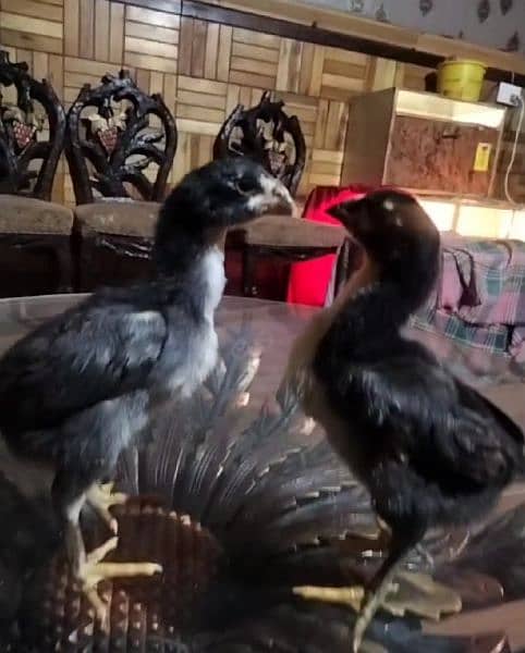 shamo | shamoo | king | murgay | Japanese | chicks | chiks | Hens | 9