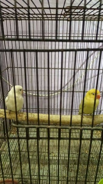love birds albino splitini/parblue pastelino 2