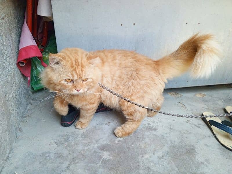 vacated pure Persian male'. 1