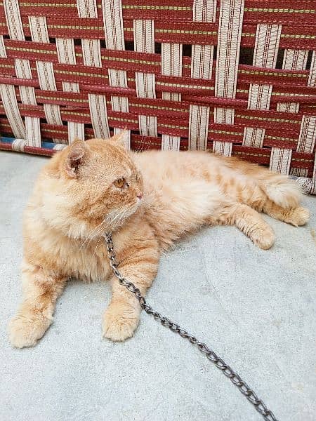 vacated pure Persian male'. 5