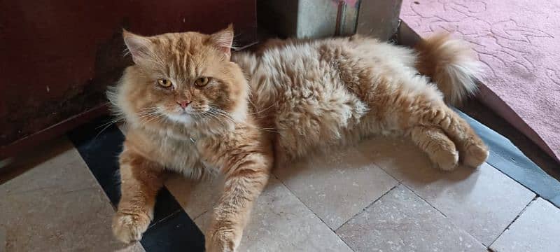 vacated pure Persian male'. 6