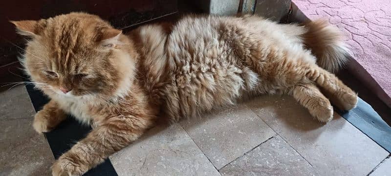 vacated pure Persian male'. 8