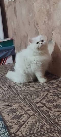 Persian female cat available for sale