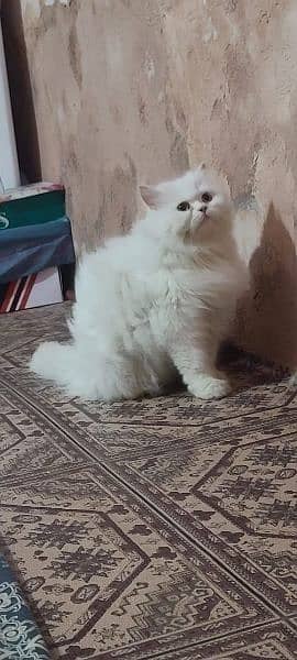 Persian female cat available for sale 0