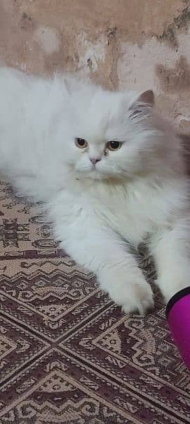 Persian female cat available for sale 1