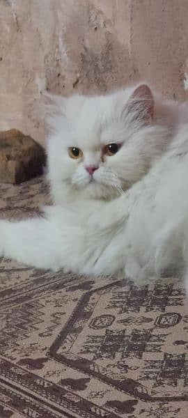 Persian female cat available for sale 2