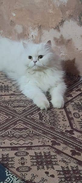 Persian female cat available for sale 3