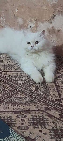 Persian female cat available for sale 4