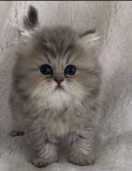 Persian high quality kittens 4