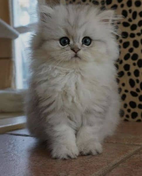 Persian high quality kittens 5