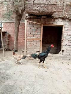 Aseel Mianwali Hen with 12 chicks