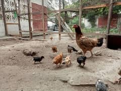 Aseel Mianwali Hen with 12 chicks