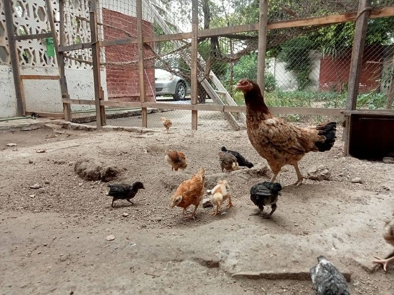Aseel Mianwali Hen with 12 chicks 0