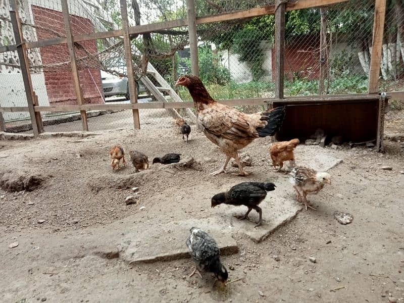 Aseel Mianwali Hen with 12 chicks 1
