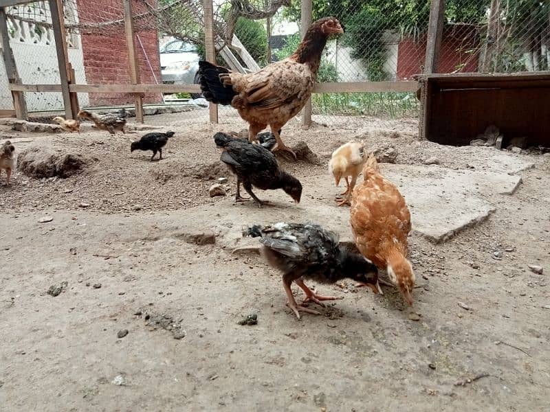 Aseel Mianwali Hen with 12 chicks 2