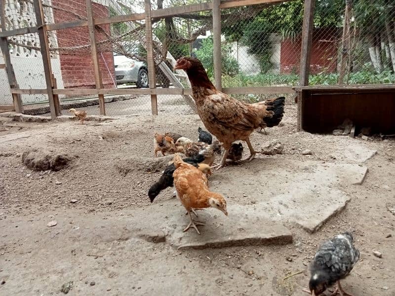 Aseel Mianwali Hen with 12 chicks 3